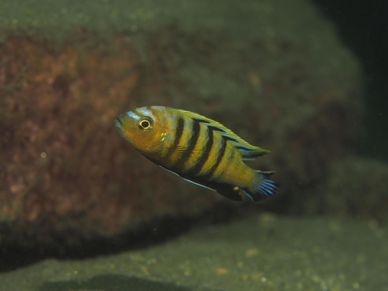 Cynotilapia sp. 'lion' Lion's Cove